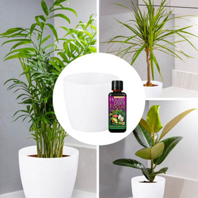 YouGarden Houseplant Collection with Decorative Pots and Feed, Three Established Plants in 12cm Pots, 3 x 13.5cm Magnolia Glossy W