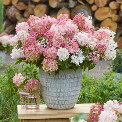 YouGarden Hydrangea 'Groundbreaker Blush', 3 x Established Plants in 14cm Pots, Blush Pink Garden Colour, Great For Pots, Ready To