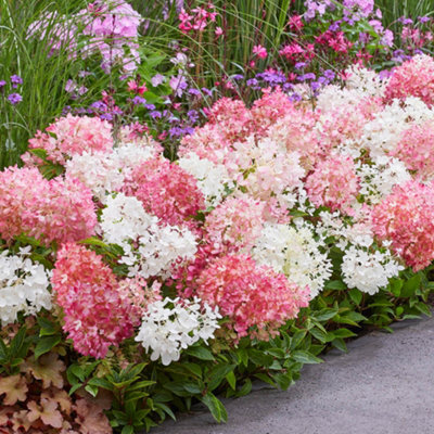 YouGarden Hydrangea 'Groundbreaker Blush', 3 x Established Plants in 14cm Pots, Blush Pink Garden Colour, Great For Pots, Ready To