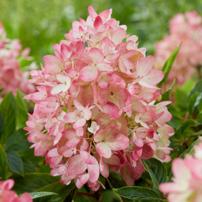 YouGarden Hydrangea 'Groundbreaker Blush', 3 x Established Plants in 14cm Pots, Blush Pink Garden Colour, Great For Pots, Ready To