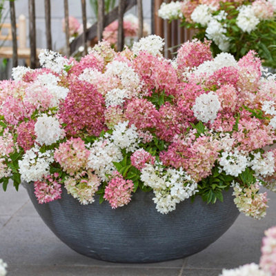 YouGarden Hydrangea 'Groundbreaker Blush', 3 x Established Plants in 14cm Pots, Blush Pink Garden Colour, Great For Pots, Ready To
