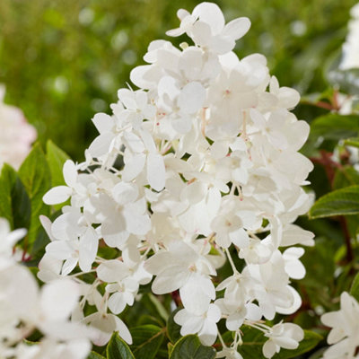 YouGarden Hydrangea 'Groundbreaker Blush', 3 x Established Plants in 14cm Pots, Blush Pink Garden Colour, Great For Pots, Ready To
