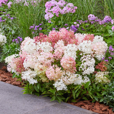 YouGarden Hydrangea 'Groundbreaker Blush', 3 x Established Plants in 14cm Pots, Blush Pink Garden Colour, Great For Pots, Ready To