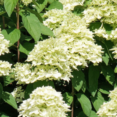YouGarden Hydrangea 'Magical Candle' Standards, Pair of