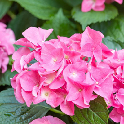 その他 hydrangea0223 Hydrangea paniculata 'Ilvobo' PP22782 ~ Proven Winners