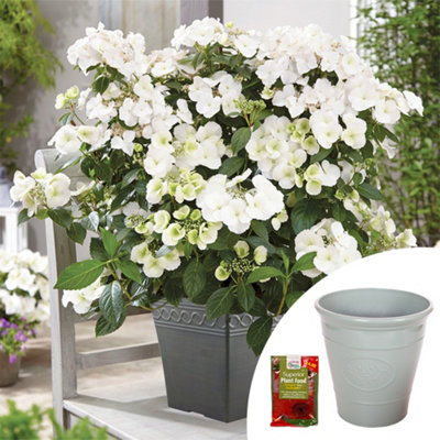 YouGarden Hydrangea 'Runaway Bride', Established Plant in 1.5 Litre Pot, with Olive Green Planter and Blooming Fast Superior Solub