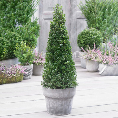 YouGarden Ilex crenata Japanese Holly Pyramid, Established Shrub in 5 ...