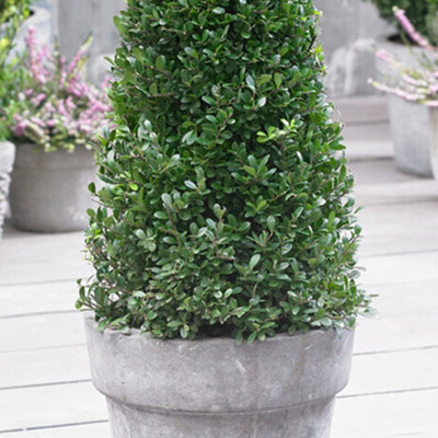 YouGarden Ilex crenata Japanese Holly Pyramid, Established Shrub in 5 ...