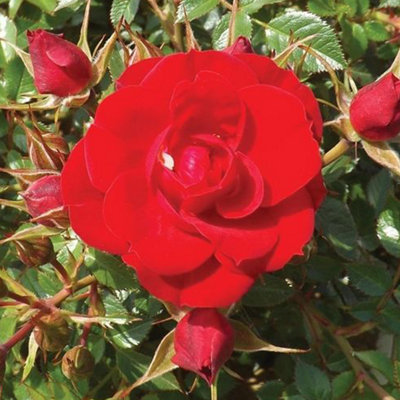 YouGarden James' Rose, Established Plant in 3-4L Pot, Ready to Plant Patio Bush Rose with Bright Red Flowers, For Fragrant Garden