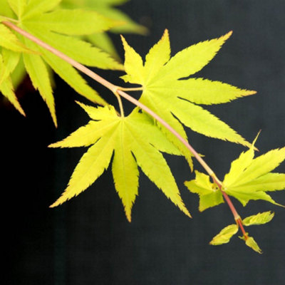 maple　笑主70点 Buy Acer shirasawanum '6910' Full Moon Japanese Maple — Mr
