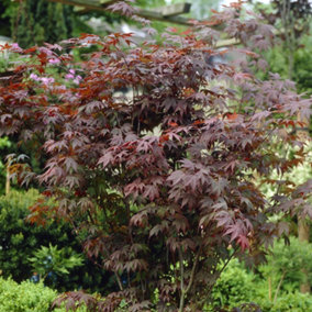 YouGarden Japanese Red Maple Acer palmatum 'Atropurpureum', Red Leaves in 10.5cm Pot, Autumn Colour, Deciduous Plant