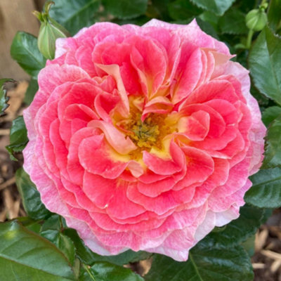 YouGarden Jeffrey's Rose, Salmon Pink Patio Rose, 4 Litre Pot