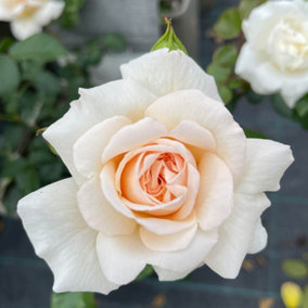YouGarden Joanne's Rose, Established Plant in 3-4L Pot, Ready to Plant Climbing Rose, Blush Pink Roses for Pots, Beds, or Borders