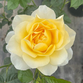 YouGarden - Julie's Rose 3L Potted, ready to be planted