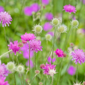 YouGarden Knautia macedonica Scabious, Melton Pastels, Established Plant in 9cm Pot, Ready to Plant