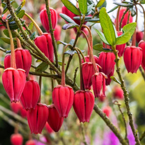 YouGarden Lantern Tree, Set of Two Established Plants in 2 Litre Pots, Crinodendron Hookerianum Plants, Evergreen Garden Shrubs fo