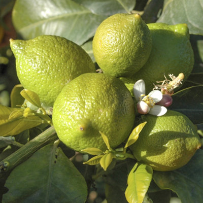 YouGarden Large Citrus Lime Tree in 4 Litre Pot, Supplied Garden Ready ...