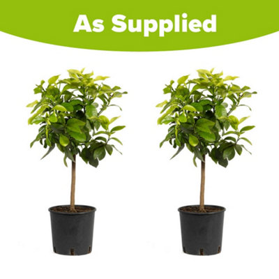 YouGarden Large Lemon Trees, Pair of Trees Supplied in 4 Litre Pots ...