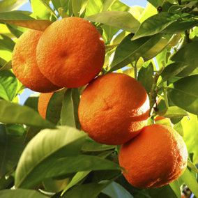 YouGarden Large Orange Tree 4L with 'Pinecone' Planter and Citrus Feed