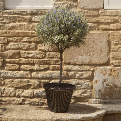 YouGarden Lavender 'Anouk' Mini Standard, 12cm Pot, Ready to Plant, Fragrant and Bee-Friendly