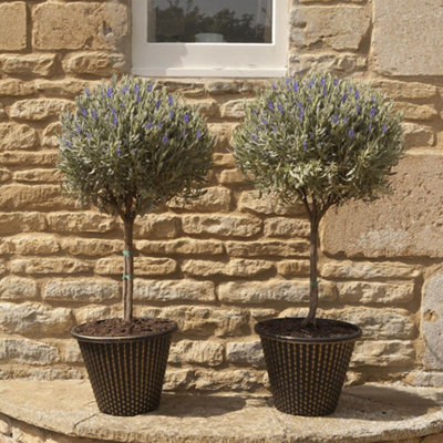 YouGarden Lavender 'Anouk' Mini Standards, Pair of 12cm Pots, Ready to Plant, Fragrant and Bee-Friendly
