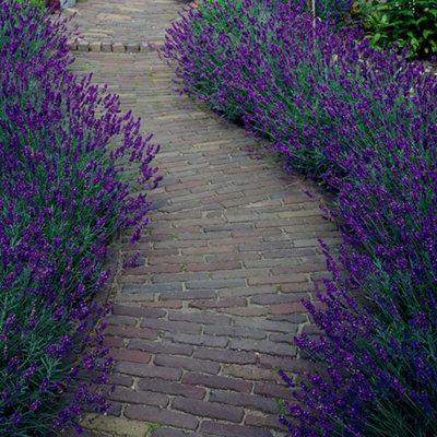 YouGarden Lavender 'Hidcote' Hedging Plant, English Lavender 'Hidcote' Hedging 12 x 9cm pots