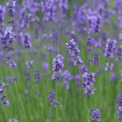 YouGarden Lavender 'Hidcote' Hedging Plant, English Lavender 'Hidcote' Hedging 12 x 9cm pots
