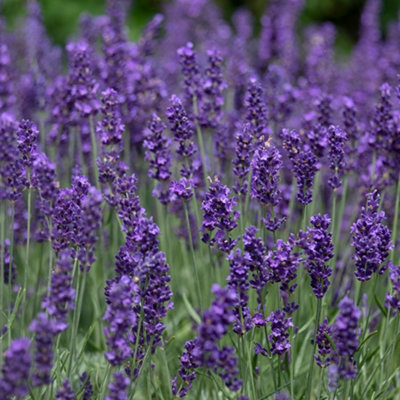 YouGarden Lavender 'Hidcote' Hedging Plant, English Lavender 'Hidcote' Hedging 12 x 9cm pots