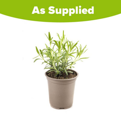 YouGarden Lavender 'Hidcote' Hedging Plant, English Lavender 'Hidcote' Hedging 12 x 9cm pots