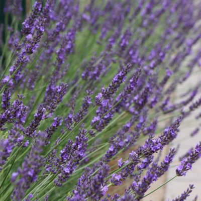 YouGarden Lavender 'Phenomenal', Pair of Established Plants in 1.5L Pots, Ready to Plant Lavandula intermedia, Fragrant Lavender P