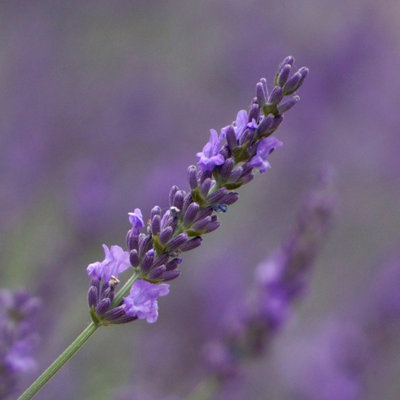 YouGarden Lavender 'Phenomenal', Pair of Established Plants in 1.5L Pots, Ready to Plant Lavandula intermedia, Fragrant Lavender P