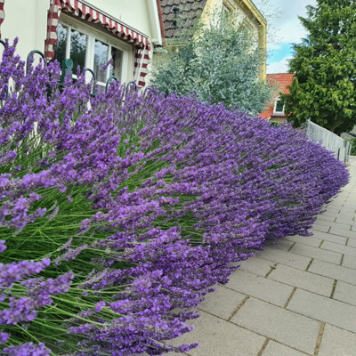 YouGarden Lavender 'Phenomenal', Pair of Established Plants in 1.5L Pots, Ready to Plant Lavandula intermedia, Fragrant Lavender P
