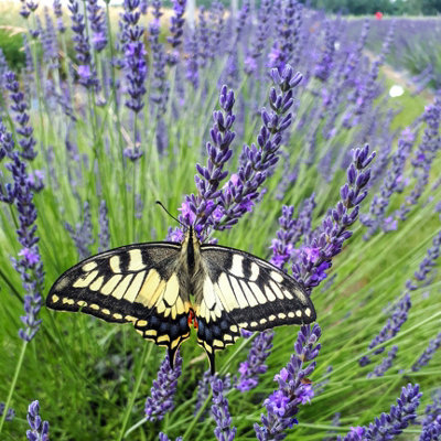 YouGarden Lavender 'Phenomenal', Pair of Established Plants in 1.5L Pots, Ready to Plant Lavandula intermedia, Fragrant Lavender P