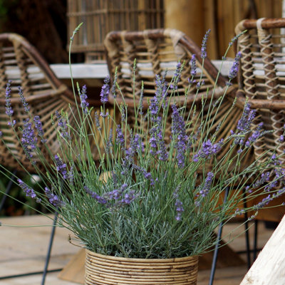 YouGarden Lavender 'Phenomenal', Pair of Established Plants in 1.5L Pots, Ready to Plant Lavandula intermedia, Fragrant Lavender P