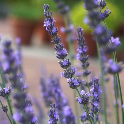 YouGarden Lavender 'Phenomenal', Pair of Established Plants in 1.5L Pots, Ready to Plant Lavandula intermedia, Fragrant Lavender P