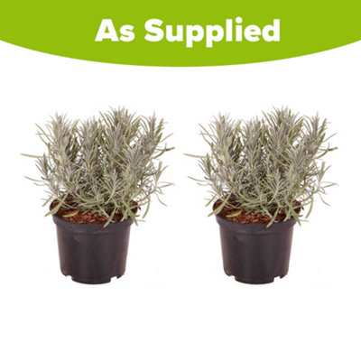 YouGarden Lavender 'Phenomenal', Pair of Established Plants in 1.5L Pots, Ready to Plant Lavandula intermedia, Fragrant Lavender P