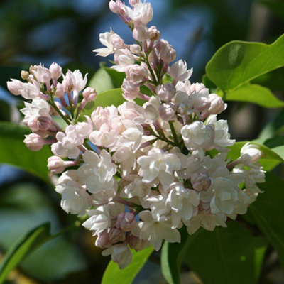 YouGarden Lilac 'Beauty of Moscow', Established Lilac Shrub in 3L Pot, Ready to Plant Syringa vulgaris, Spring to Summer Flowering