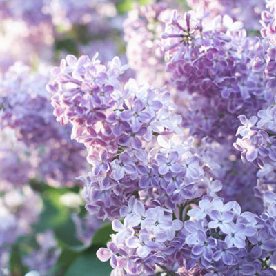 YouGarden Lilac 'Katherine Havemeyer', Established Plant in 3L Pot, Ready to Plant Syringa vulgaris, Spring to Summer Flowering Sh