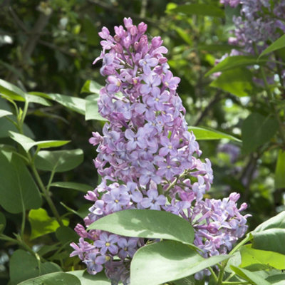 YouGarden Lilac 'Michel Buchner', Established Plant in 3L Pot, Syringa vulgaris Shrub, Ready to Plant, Spring to Summer Flowering,