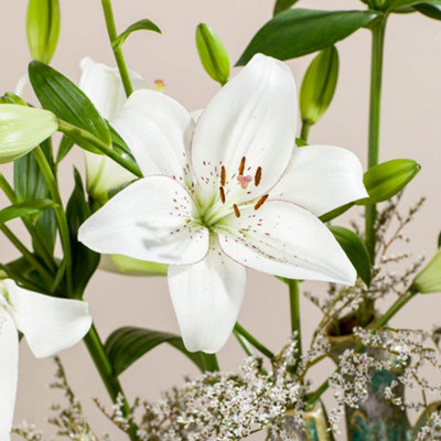 YouGarden Lily 'Eyeliner', 12 x Bulbs Size 12/14, White Fragrant