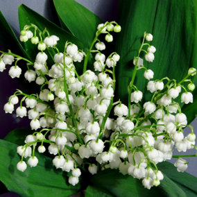 YouGarden Lily of The Valley Perennial Plants, Set of Three Established Plants in 9cm Pots, Shade Loving Flowering Plants