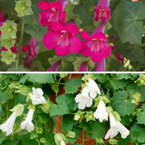YouGarden Lofos Mixed Collection of Six Plugs, Including Three White and Six Pink Lofos