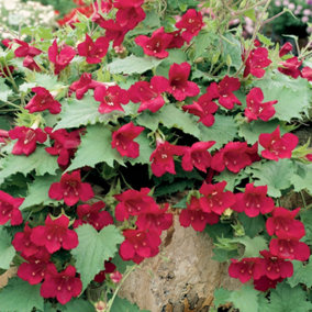YouGarden Lofos 'Wine Red', Set of 6 Plug Plants, Ready to Grow On and Plant Out, Summer Flowering, Trailing Lofos for Baskets, Co