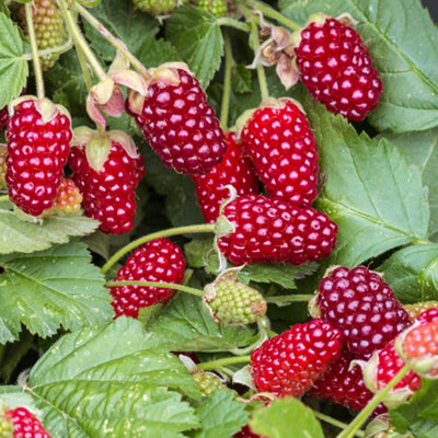 YouGarden Loganberry Plant - Hybrid Blackberry-Raspberry, 2 Litre Pot, Juicy Berries, Great For Jams And Pies
