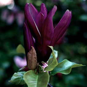 YouGarden Magnolia 'Black Beauty', Established Plant in 2L Pot, Ready to Plant, Flowering Magnolia Plant