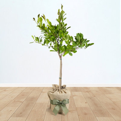 YouGarden Magnolia Stellata 'Star Magnolia' Standard Tree, 70cm Tall in 3L Pot, Gift Wrapped in Brown Hessian Bag with Green Bow,