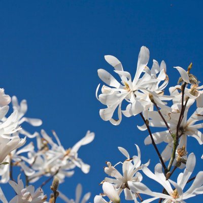 YouGarden Magnolia Stellata 'Star Magnolia' Standard Tree, 70cm Tall in 3L Pot, Gift Wrapped in Brown Hessian Bag with Green Bow,