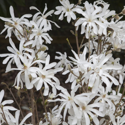 YouGarden Magnolia Stellata 'Star Magnolia' Standard Tree, 70cm Tall in 3L Pot, Gift Wrapped in Brown Hessian Bag with Green Bow,