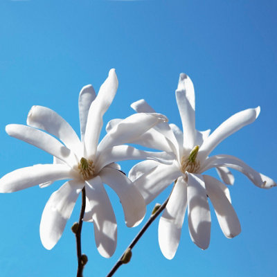 YouGarden Magnolia Stellata 'Star Magnolia' Standard Tree, 70cm Tall in 3L Pot, Gift Wrapped in Brown Hessian Bag with Green Bow,