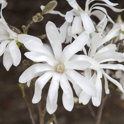 YouGarden Magnolia Stellata 'Star Magnolia' Standard Tree, 70cm Tall in 3L Pot, Gift Wrapped in Brown Hessian Bag with Green Bow,